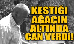 Ormanlık alanda feci ölüm: Kestiği ağacın altında can verdi!