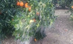 Portakal ağaçları donla buz tuttu