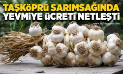 Taşköprü sarımsağında yevmiye ücreti netleşti