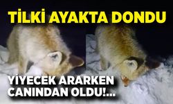 Yüksekova’da dondurucu soğuk: Tilki ayakta dondu