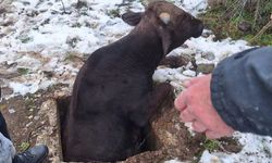 Kuyuya Düşen İnek İtfaiyenin Çabasıyla Kurtarıldı