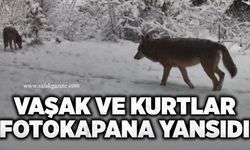 Vaşak ve kurtlar fotokapana yansıdı