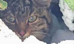 Karla Kaplı Arazide Fark Edildi; Yaban Kedisi Görüntülendi