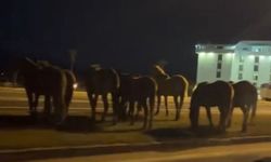 Bolu’da Yılkı Atları D-100’e İndi, Trafik Yavaşladı
