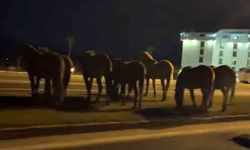 Yılkı Atları D-100 kara yoluna indi