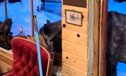 Yılkı atları yerleşim alanına indi