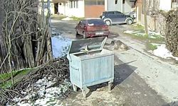 Sokak Köpeğini Ezen Sürücü Yakalandı