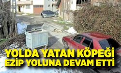 Bolu’da vicdanları yaralayan olay: Yolda yatan köpeği ezip yoluna devam etti