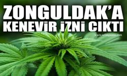 Zonguldak’ta kenevir yetiştiriciliğine resmi onay verildi
