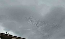 Kuşlar gökyüzünde görsel şölen oluşturdu