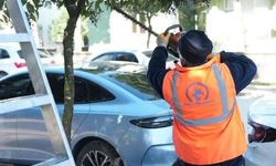 Düzce’de Ağaçlar Bahara Hazırlanıyor