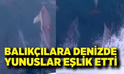 Zonguldak’ta balıkçılara denizde yunuslar eşlik etti