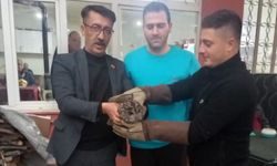 Kahvehane camına çarpan baykuş kurtarıldı