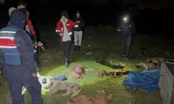 Samsun’da telef olan 9 köpeğin ölüm nedeni belli oldu