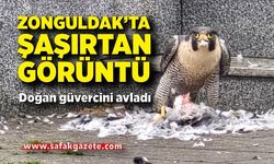 Zonguldak’ta şaşırtan görüntü: Doğan güvercini avladı