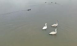 Efteni Gölü’nde Kuğu Zarafeti