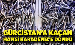 Gürcistan sularına yönelen hamsi Karadeniz'e geri döndü