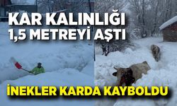 Kar kalınlığı 1,5 metreyi aştı: İnekler karda kayboldu