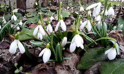 Kardelenler yüzünü erken gösterdi