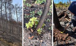 KBÜ, Yangın Sonrası Karaçam Ormanlarını 36 Ay İnceleyecek