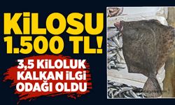 Kilosu 1.500 TL! 3,5 kiloluk kalkan ilgi odağı oldu