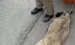 Köpeği bağlayıp sürükleyen sürücü gözaltına alındı