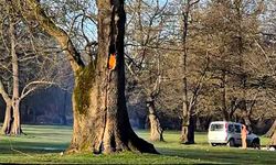 Kovukta ateş yakıldı, ağaç hasar gördü