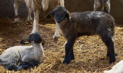 Koyunlarda suni tohumlama için geri sayım