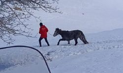 Kurt Saldırısına Uğrayan At Kurtarıldı