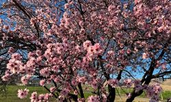Mardin’de badem ağaçları erken çiçek açtı