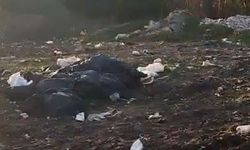 Muhtar Ormanlık Alandaki Çöpleri Temizledi