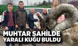 Bartın’da Yaralı Kuğu Doğa Koruma Ekiplerince Kurtarıldı
