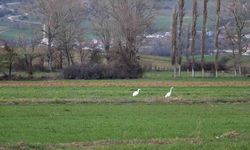 Nadir rastlanan beyaz balıkçıl kuşlar görüntülendi