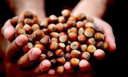 Ocak ayında 811,7 ton fındık ihraç edildi