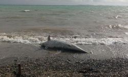 Ayvacık sahilinde ölü yunus karaya vurdu