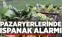 Pazaryerlerinde ıspanak alarmı