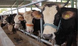 Şap paniği; 11 mahalle karantinaya alındı