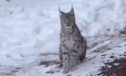 Şiran’da yerleşim alanında vaşak görüntülendi