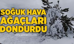 Soğuk hava ağaçları dondurdu