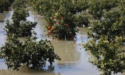 Çukurova’da Taşkın: Tarlalar Sular Altında