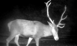 Yaban hayatı fotokapanlara yakalandı