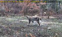 Vaşak ve karaca yavrusu görüntülendi