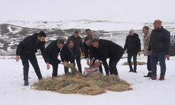 Muş’ta yaban hayvanları için dağlara yem bırakıldı