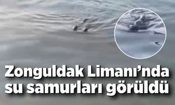 Zonguldak Limanı’nda su samurları görüldü