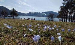 Abant’ta karlar eridi, çiğdemler baharı müjdeledi