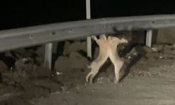 Anlaşamayan tavşanlar birbirine girdi