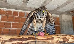 Atmacacılık Geleneği TBMM Kararıyla Hukuki Çerçeveye Kavuştu