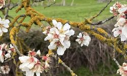 Hayrabolu'da badem ağaçları erken çiçek açtı