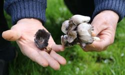 Bahar geldi, risk arttı: Yabani mantar tüketimine dikkat