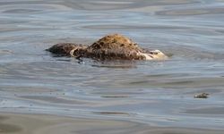 Atatürk Barajı’nda hayvan leşi skandalı